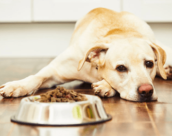 Why pet is not eating from few days Possible Causes Things